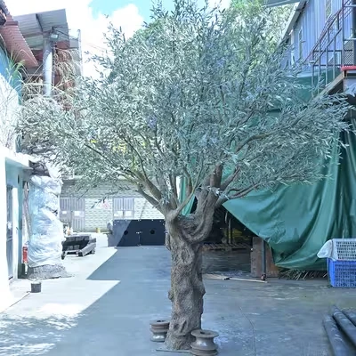 Фалшиво маслиново дърво