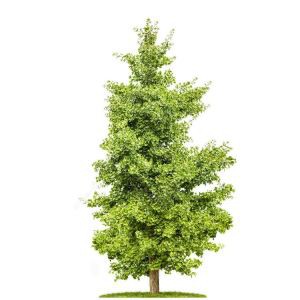 Изкуствен Джинго Дърво