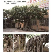 Изкуствена стара Ficus дърво срещу стената