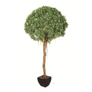 Копринени Ficus Бенджамин дърво