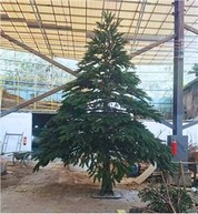Изкуствено гигант в никой случай смърч дърво